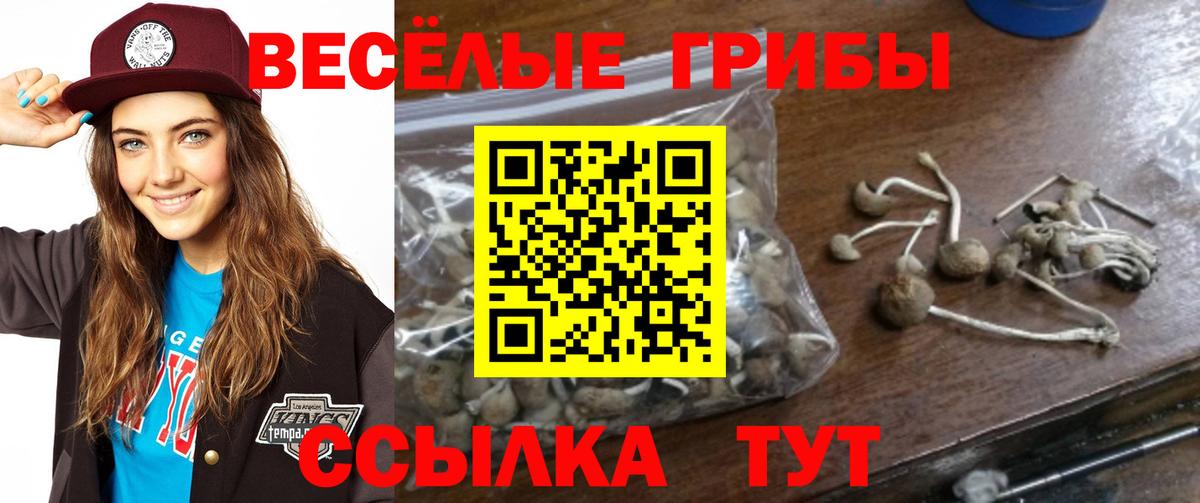 Камень-на-Оби  Псилоцибиновые грибы GOLDEN TEACHER  Вход с VPN 